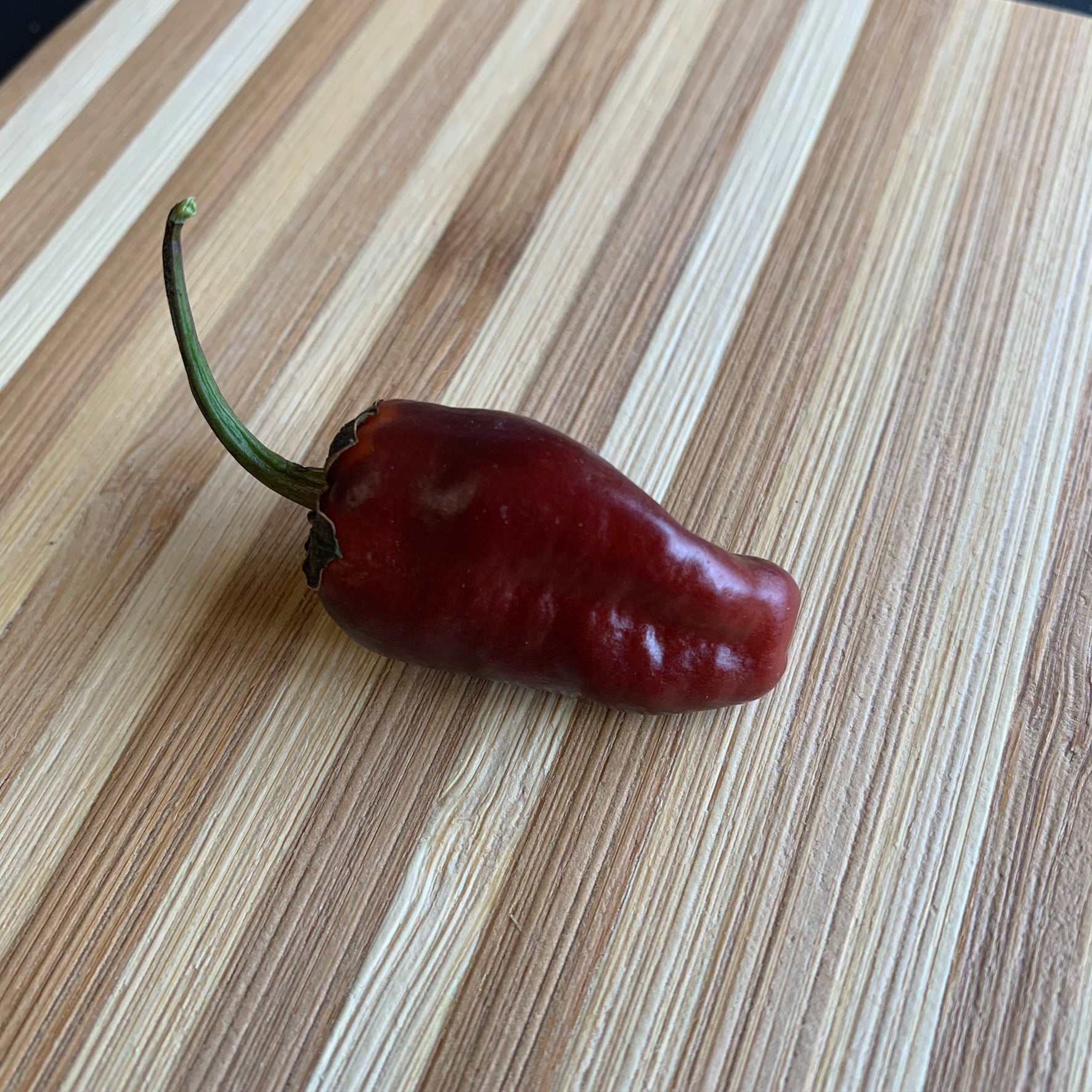 Pimenta Puma - Seeds - Bohica Pepper Hut - Little Red General Store