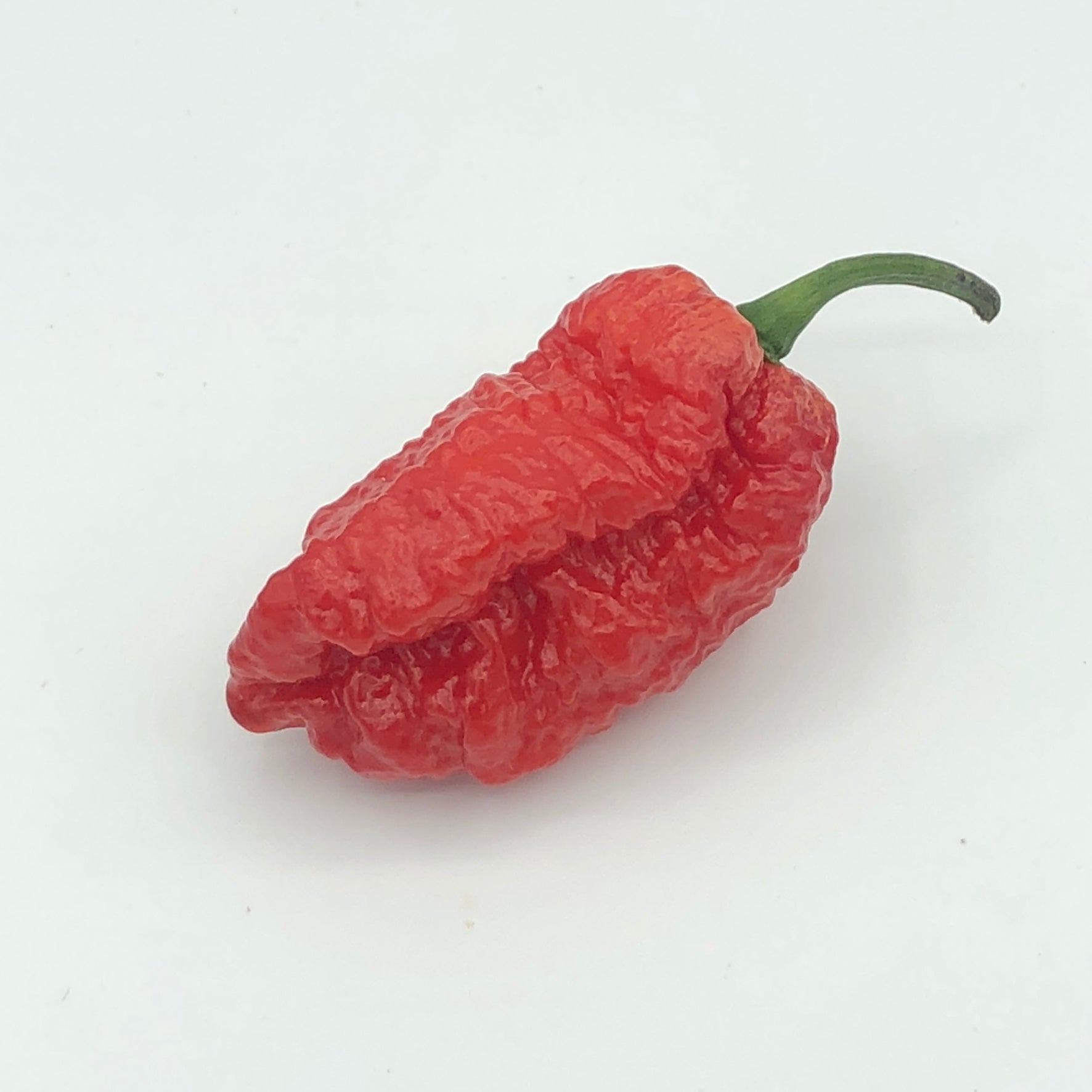 Redgum TigerMAMP x Chocolate Nagabrains - Seeds - Bohica Pepper Hut - Little Red General Store