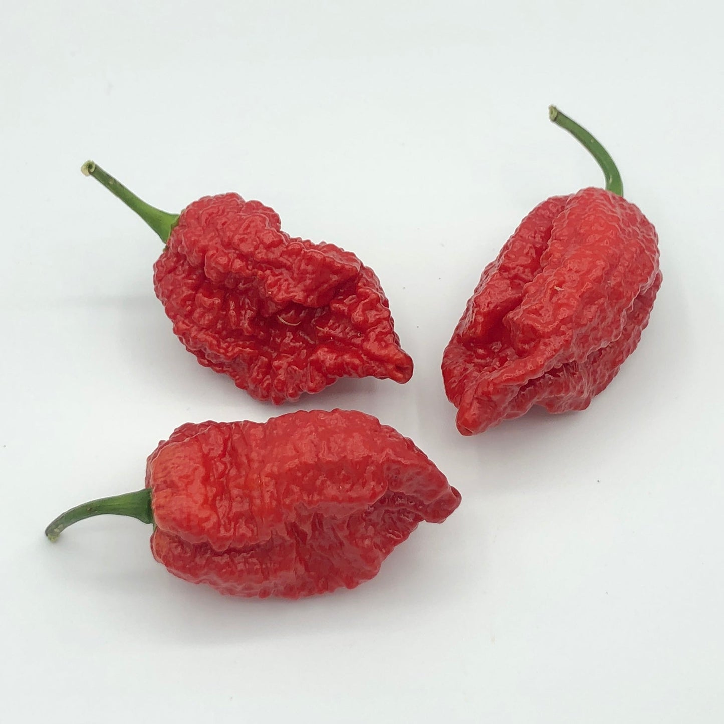 Redgum TigerMAMP x Chocolate Nagabrains - Seeds - Bohica Pepper Hut - Little Red General Store