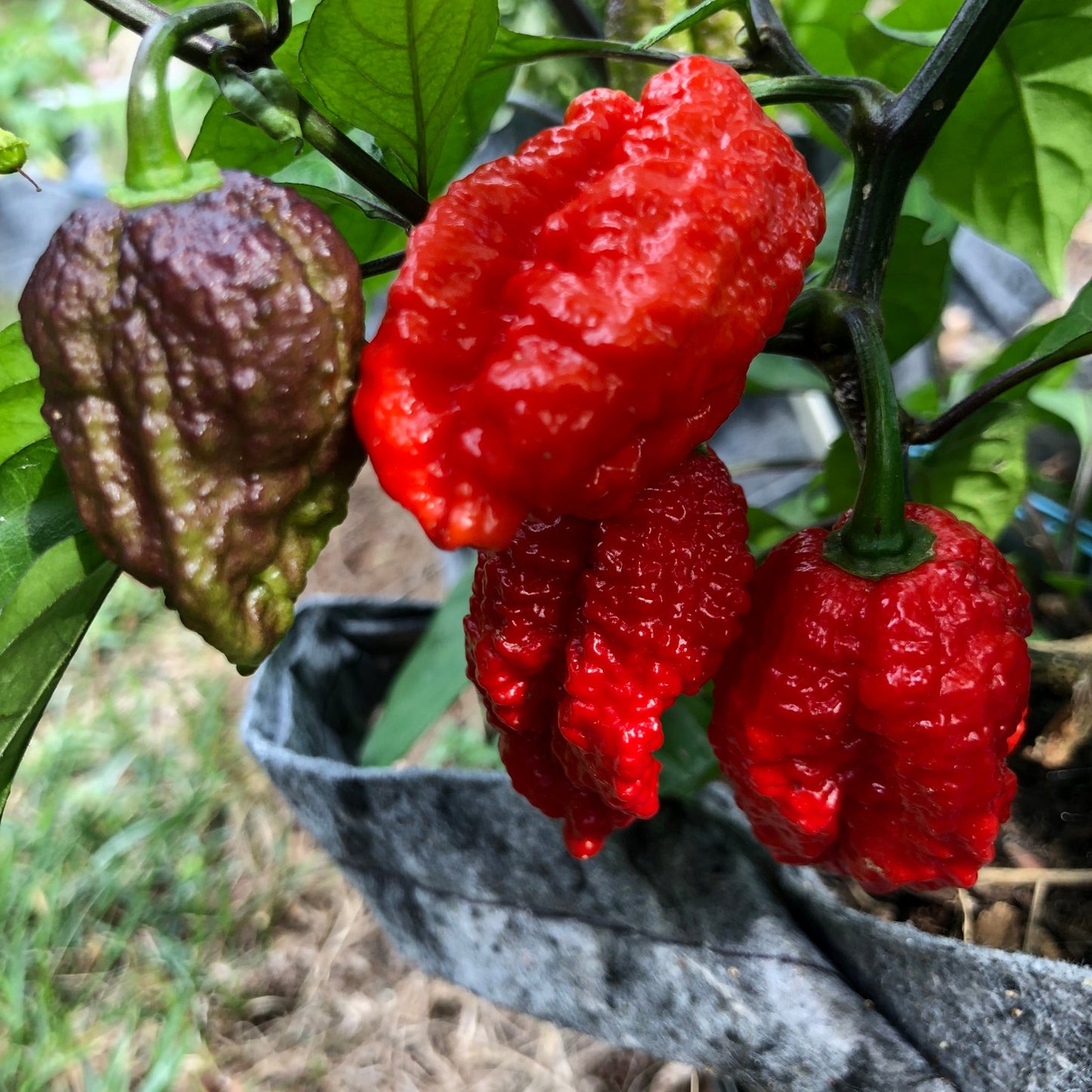 Redgum TigerMAMP x Chocolate Nagabrains - Seeds - Bohica Pepper Hut - Little Red General Store