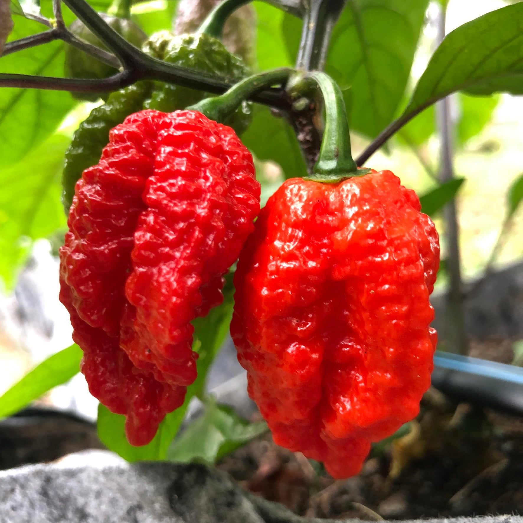 Redgum TigerMAMP x Chocolate Nagabrains - Seeds - Bohica Pepper Hut - Little Red General Store