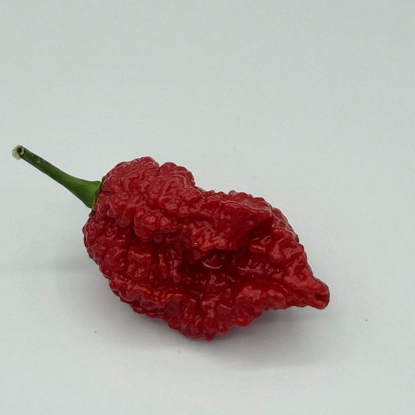 Redgum TigerMAMP x Chocolate Nagabrains - Seeds - Bohica Pepper Hut - Little Red General Store