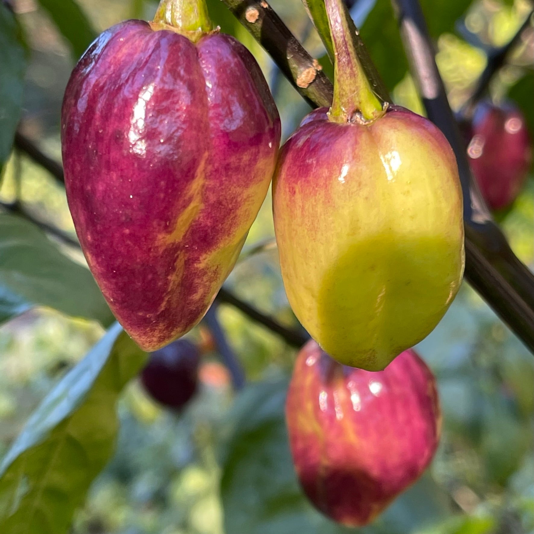 M.A.M.P. Purple BerryGum - Seeds - Bohica Pepper Hut - Little Red General Store