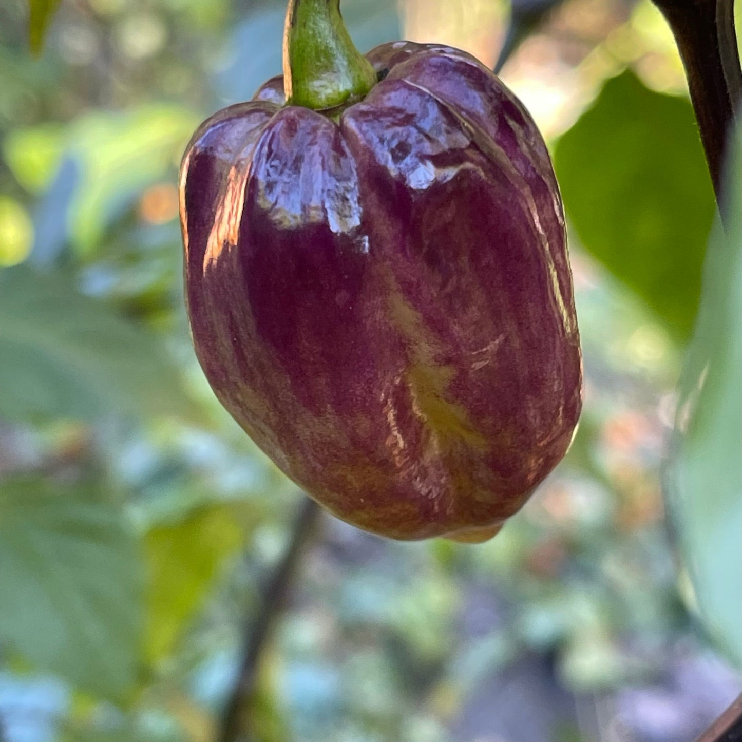 M.A.M.P. Purple BerryGum - Seeds - Bohica Pepper Hut - Little Red General Store