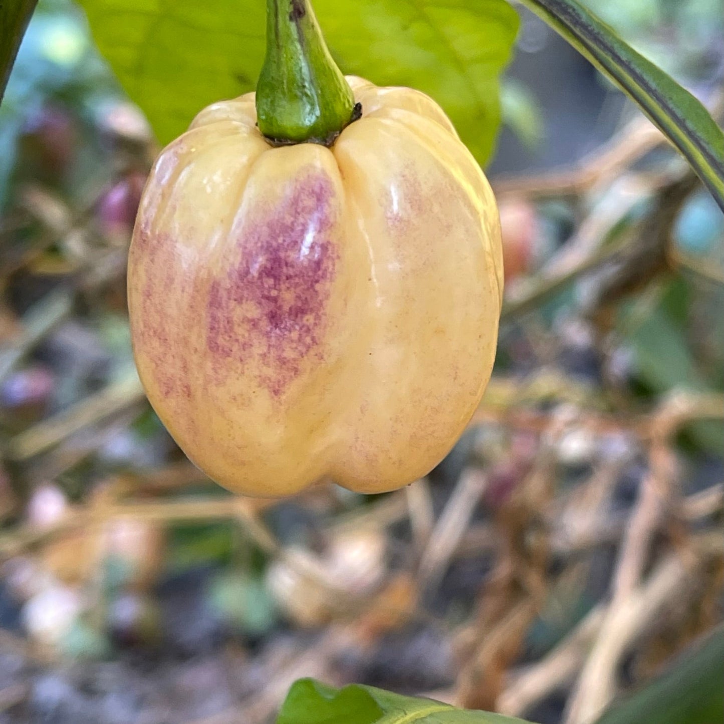 M.A.M.P. Purple BerryGum - Seeds - Bohica Pepper Hut - Little Red General Store