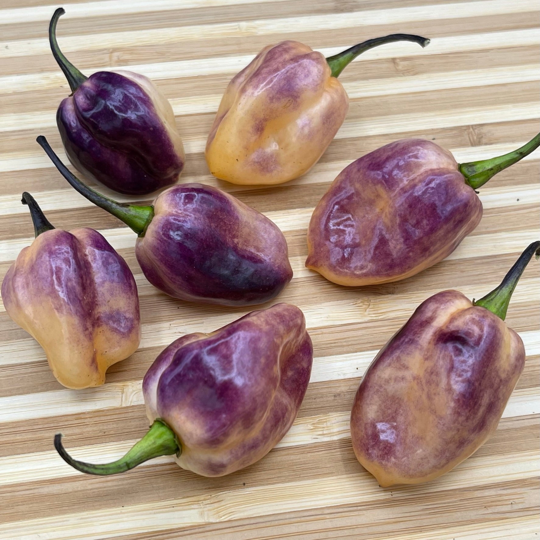 M.A.M.P. Purple BerryGum - Seeds - Bohica Pepper Hut - Little Red General Store