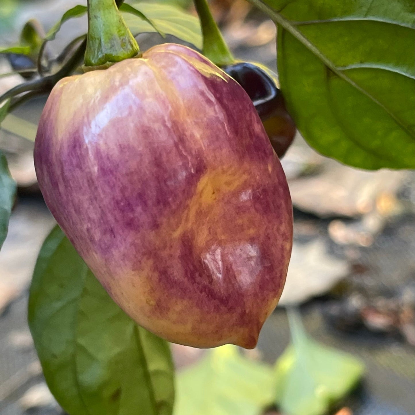 M.A.M.P. Purple BerryGum - Seeds - Bohica Pepper Hut - Little Red General Store