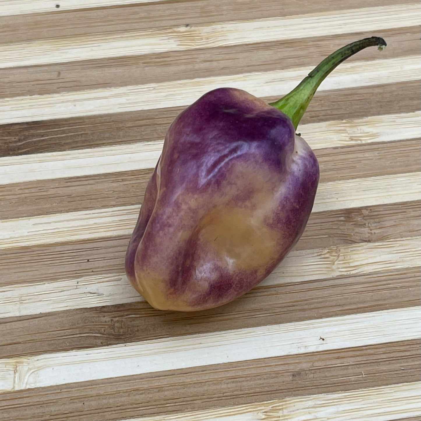 M.A.M.P. Purple BerryGum - Seeds - Bohica Pepper Hut - Little Red General Store