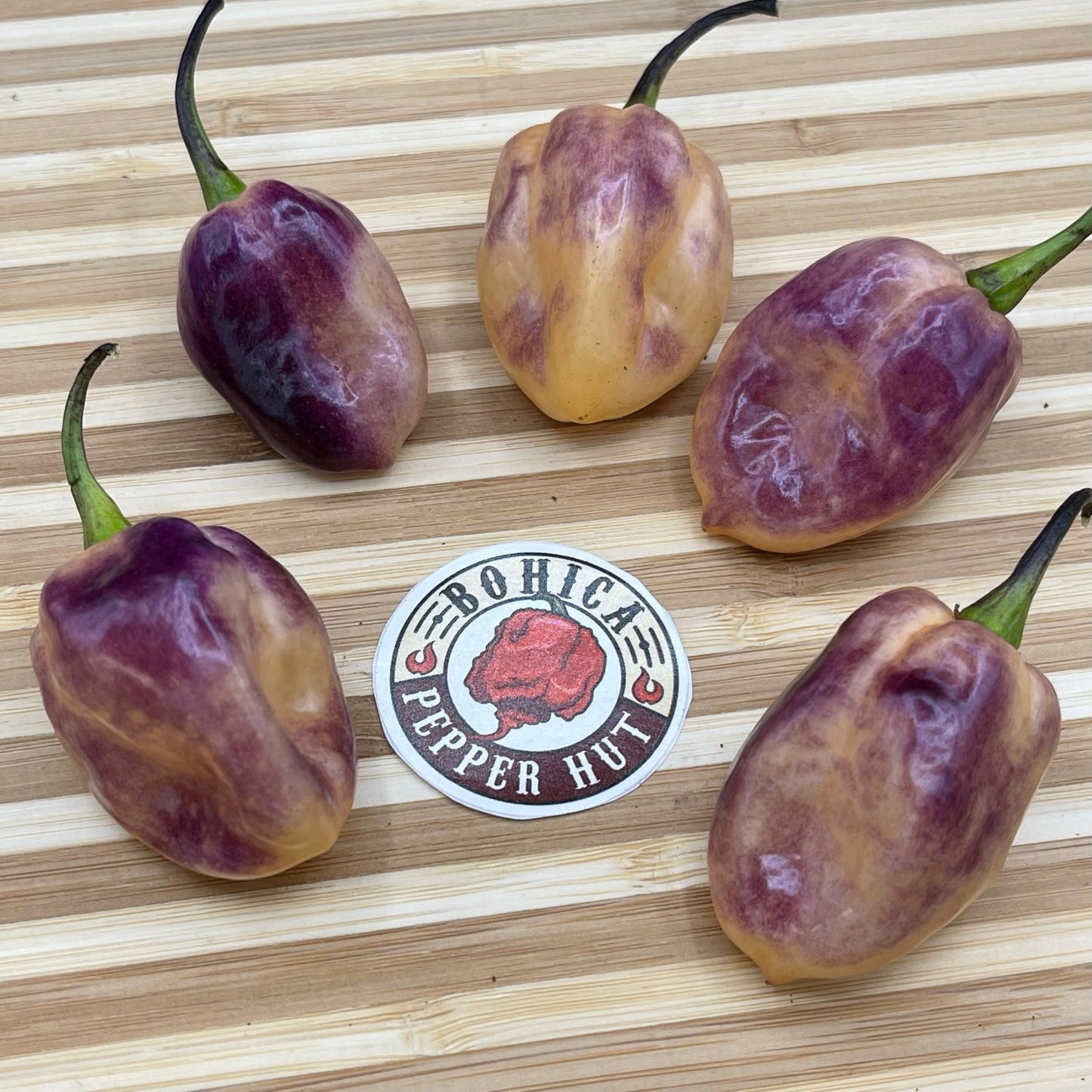 M.A.M.P. Purple BerryGum - Seeds - Bohica Pepper Hut - Little Red General Store