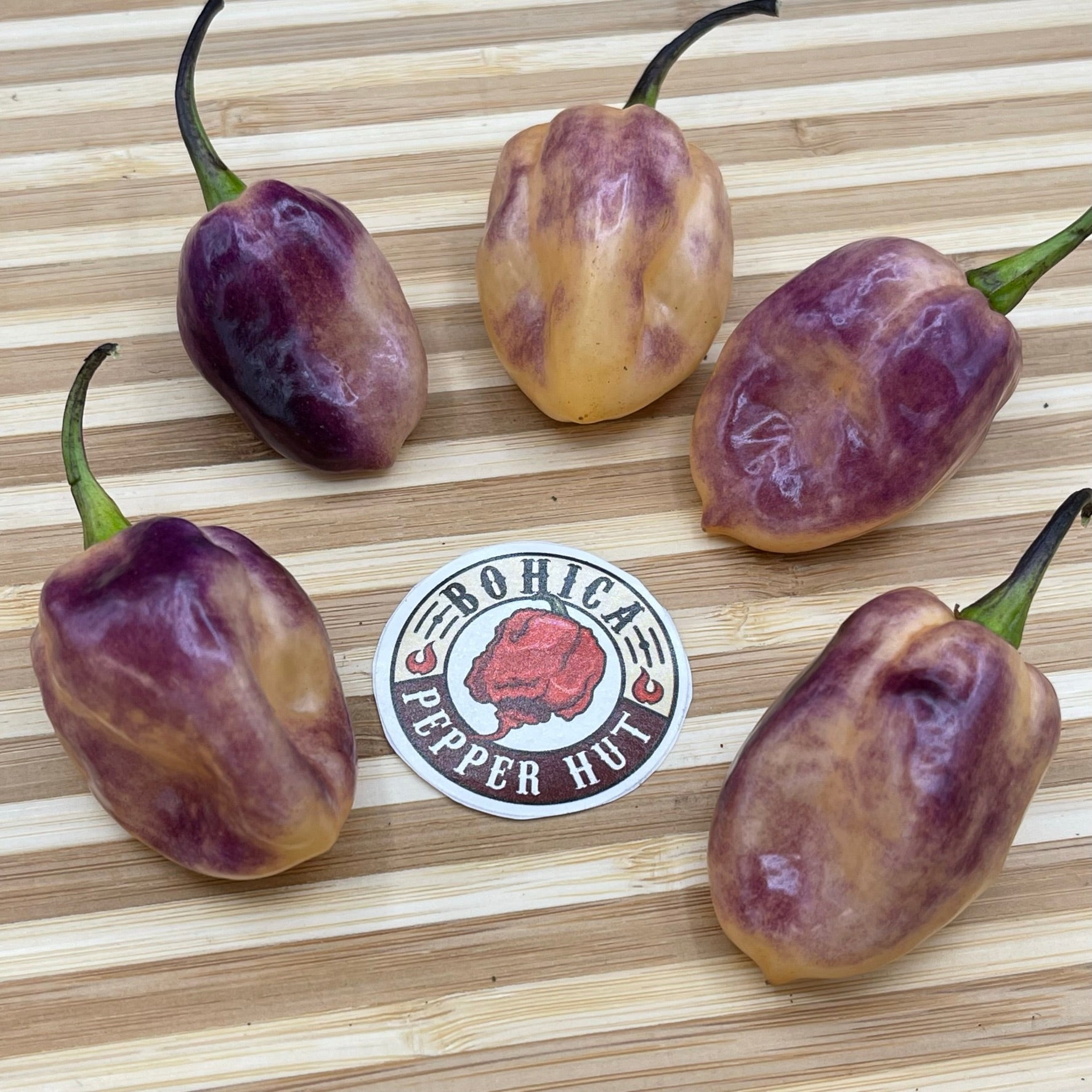 M.A.M.P. Purple BerryGum - Seeds - Bohica Pepper Hut - Little Red General Store