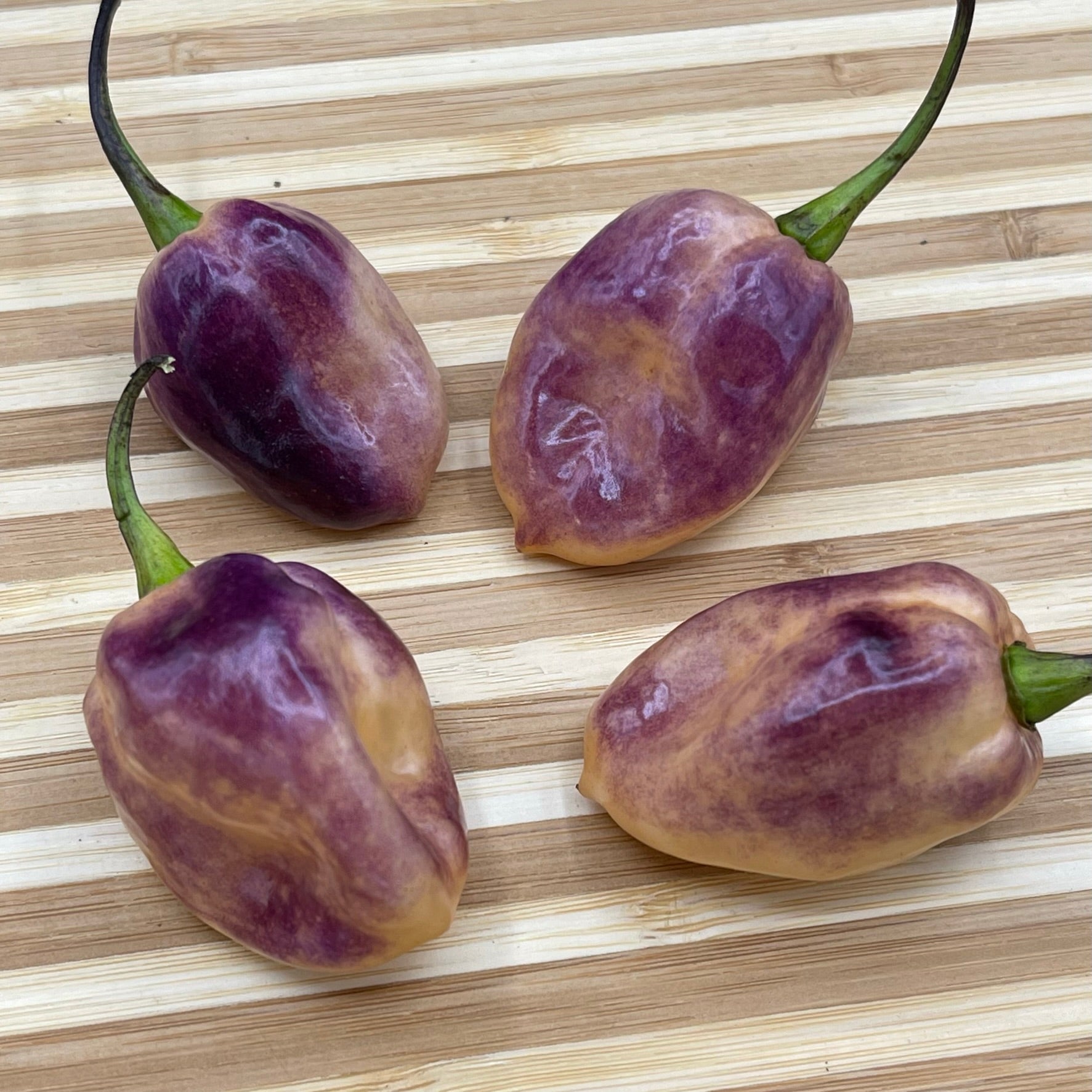 M.A.M.P. Purple BerryGum - Seeds - Bohica Pepper Hut - Little Red General Store