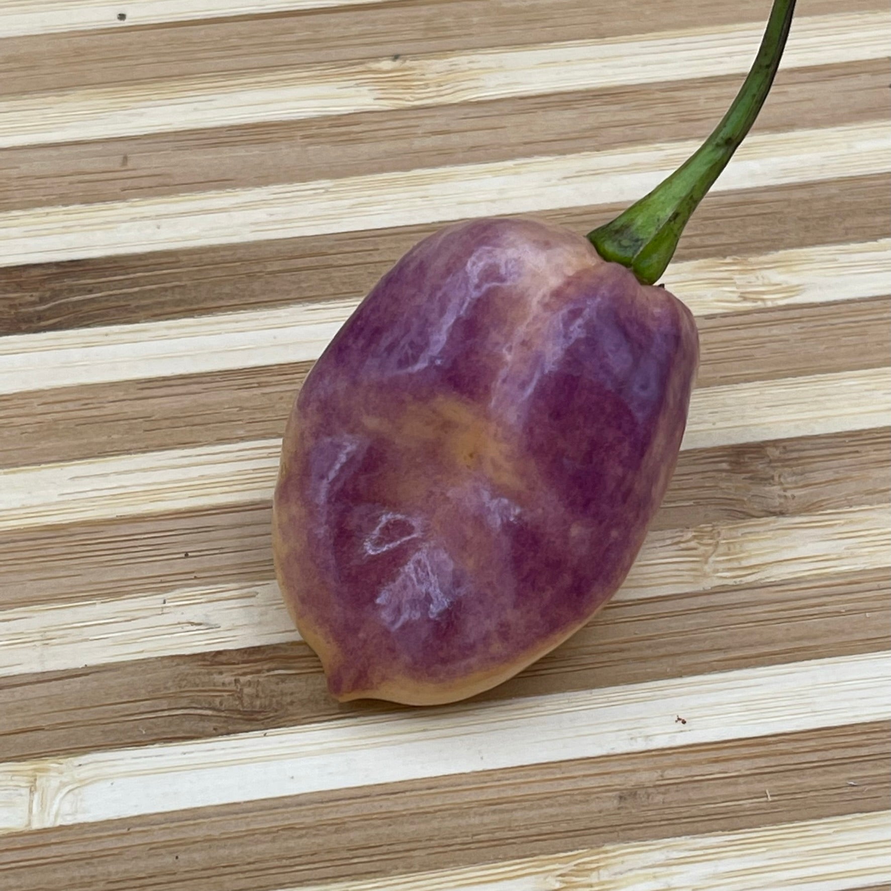 M.A.M.P. Purple BerryGum - Seeds - Bohica Pepper Hut - Little Red General Store