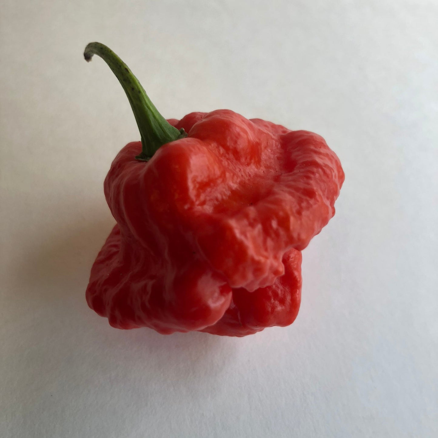 MA Wartryx - Seeds - Bohica Pepper Hut - Little Red General Store
