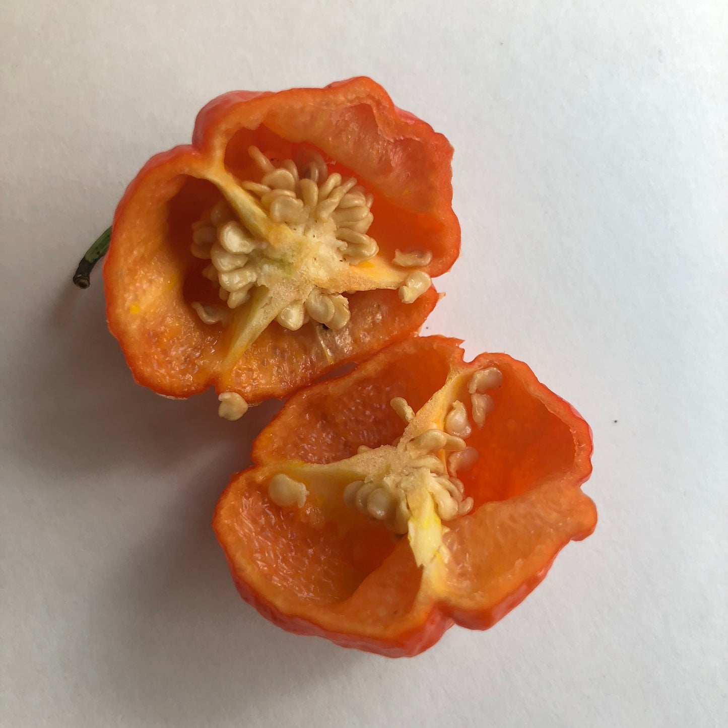 MA Wartryx - Seeds - Bohica Pepper Hut - Little Red General Store