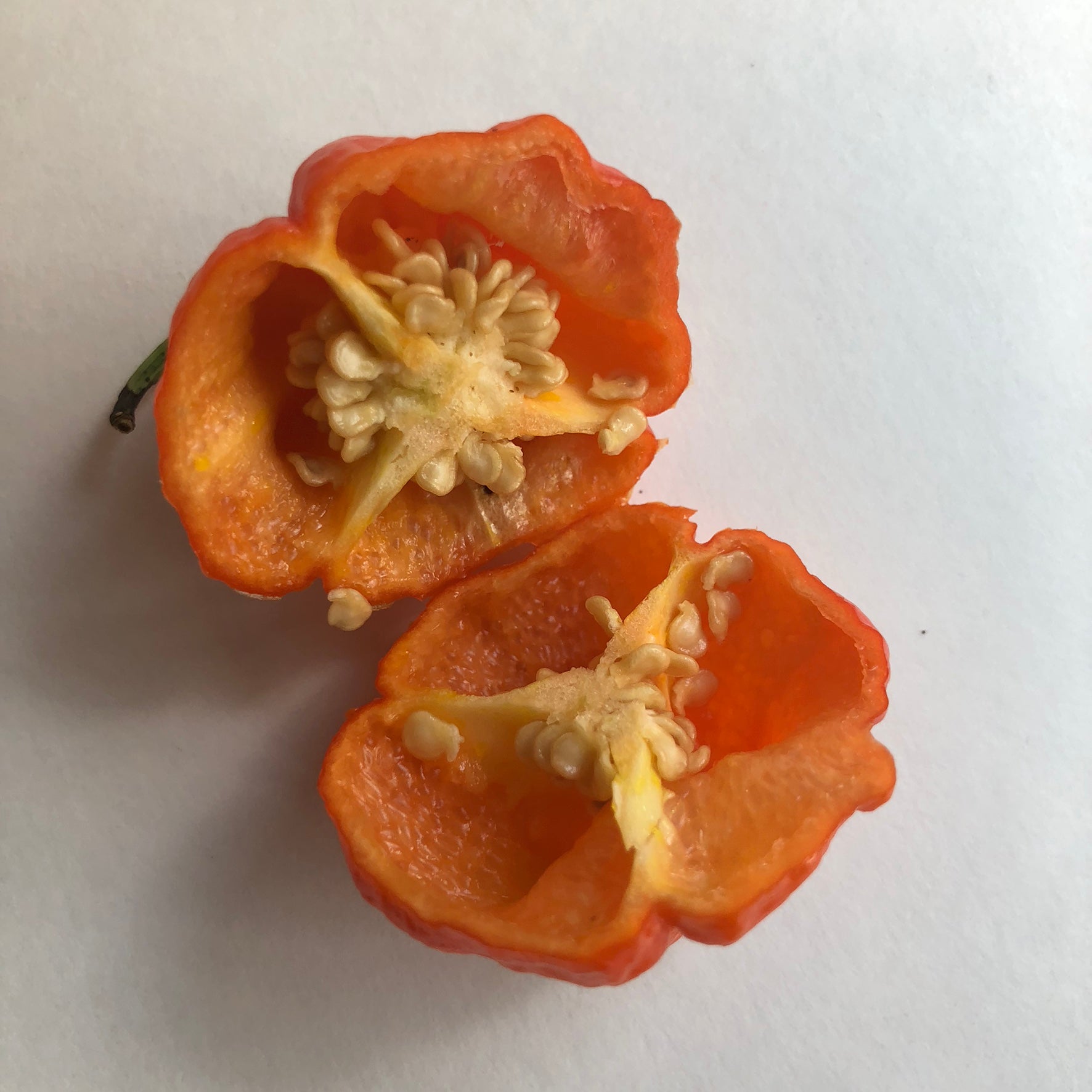 MA Wartryx - Seeds - Bohica Pepper Hut - Little Red General Store