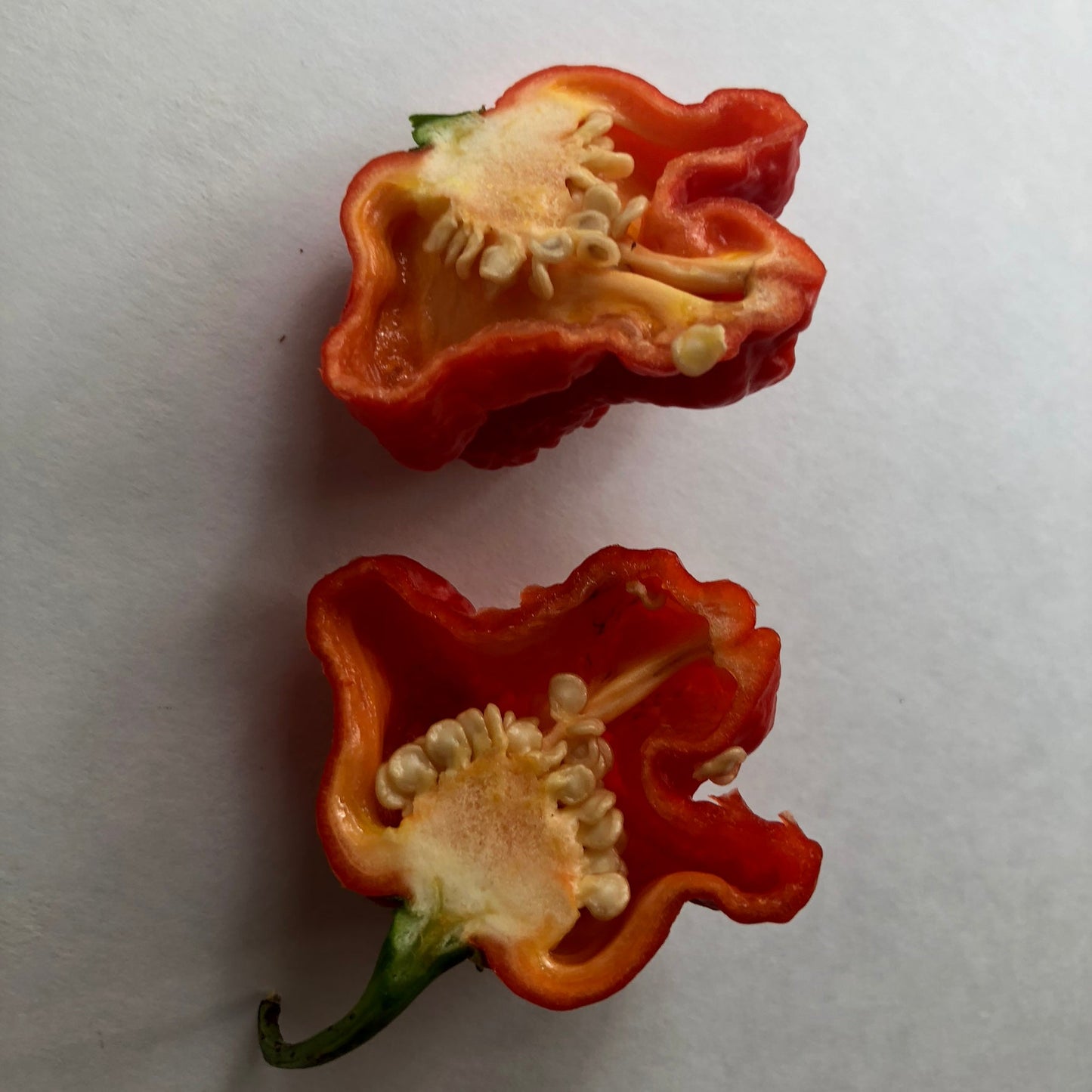 MA Wartryx - Seeds - Bohica Pepper Hut - Little Red General Store