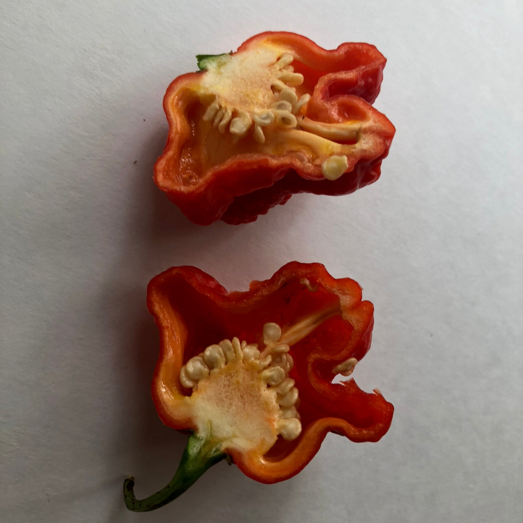 MA Wartryx - Seeds - Bohica Pepper Hut - Little Red General Store