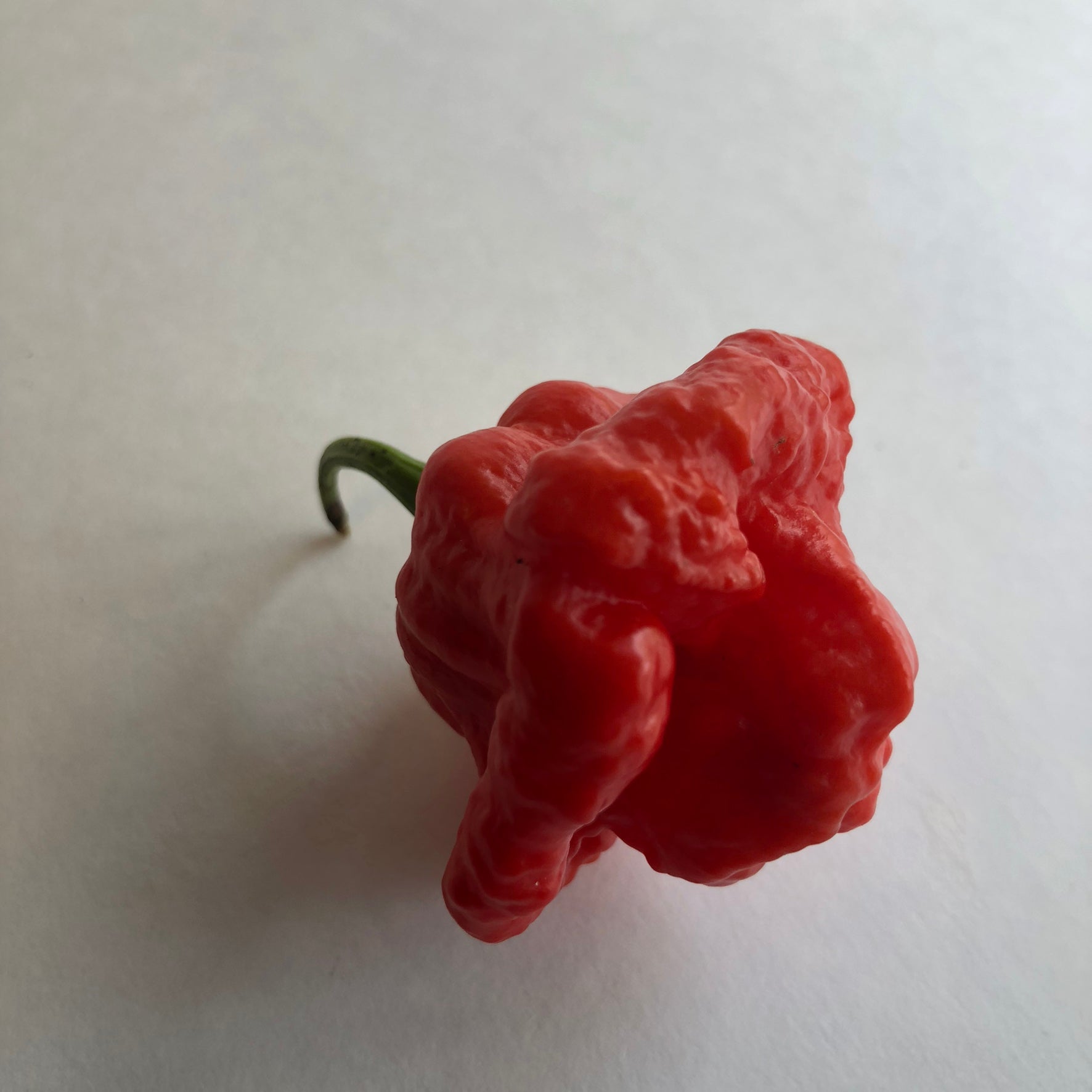 MA Wartryx - Seeds - Bohica Pepper Hut - Little Red General Store