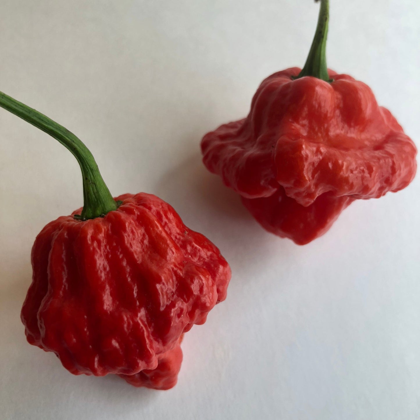 MA Wartryx - Seeds - Bohica Pepper Hut - Little Red General Store