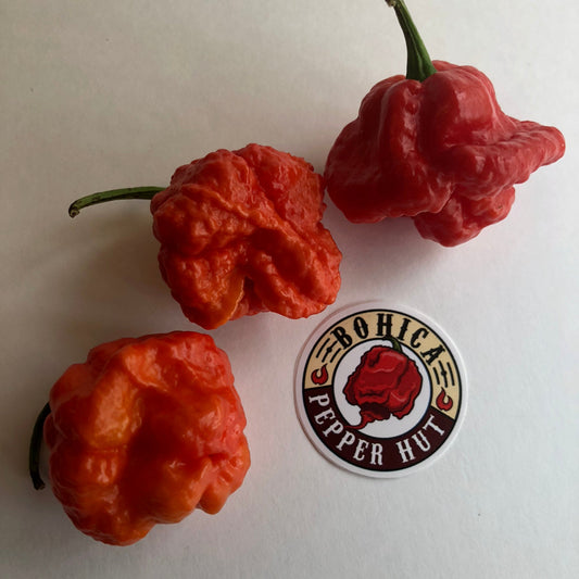 MA Wartryx - Seeds - Bohica Pepper Hut - Little Red General Store