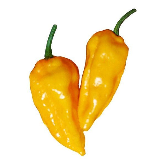 Datil - Seeds - Bohica Pepper Hut - Little Red General Store