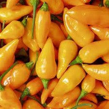 Datil - Seeds - Bohica Pepper Hut - Little Red General Store
