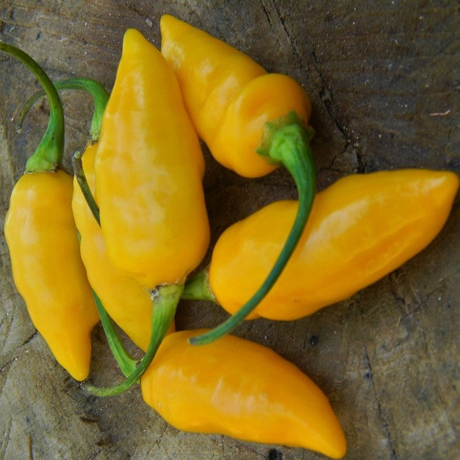 Datil - Seeds - Bohica Pepper Hut - Little Red General Store