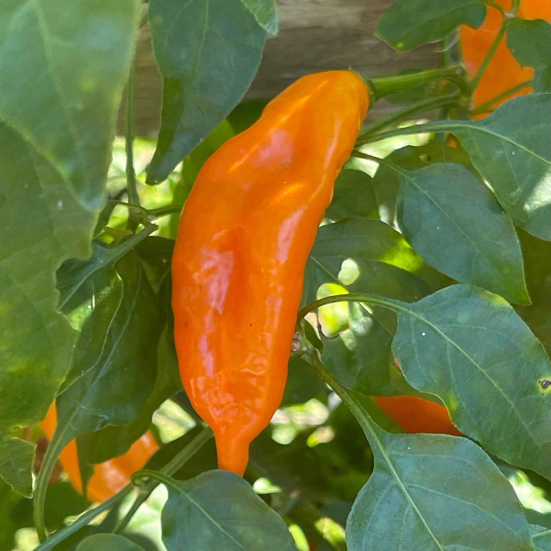 Aji Mango - Seeds - Bohica Pepper Hut - Little Red General Store