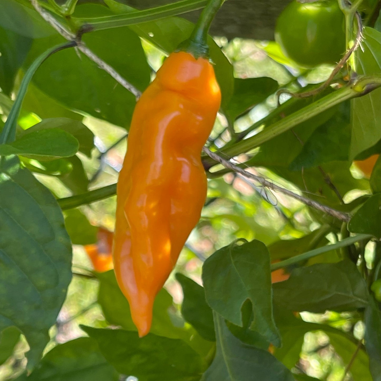 Aji Mango - Seeds - Bohica Pepper Hut - Little Red General Store