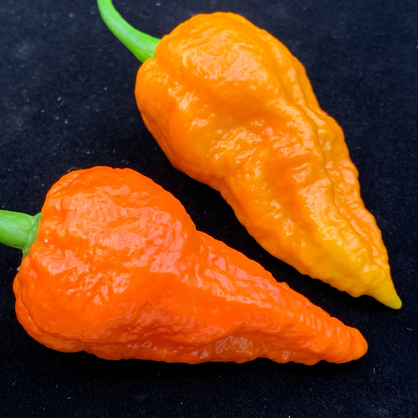 Apocalypse Scorpion - Seeds - Bohica Pepper Hut - Little Red General Store