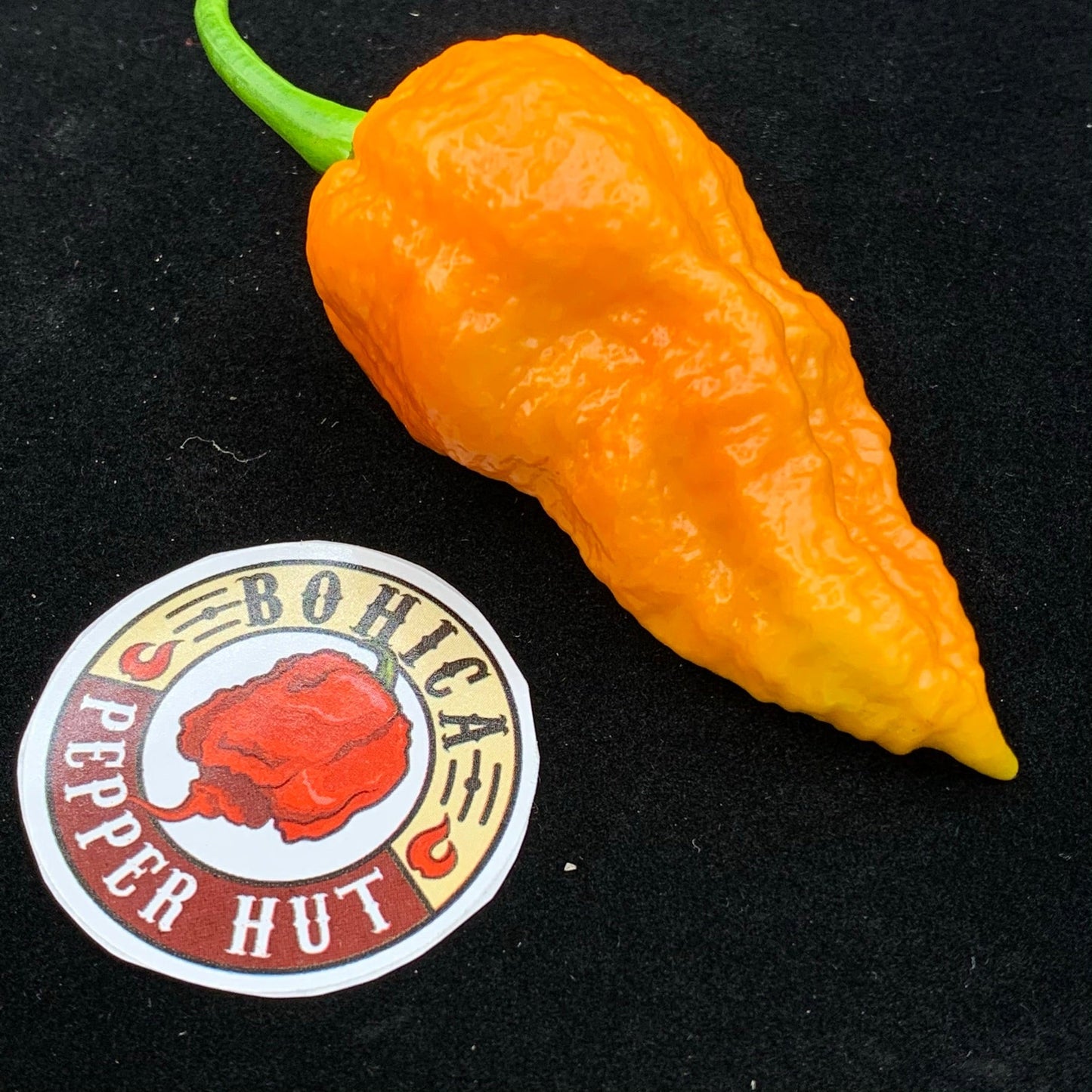 Apocalypse Scorpion - Seeds - Bohica Pepper Hut - Little Red General Store