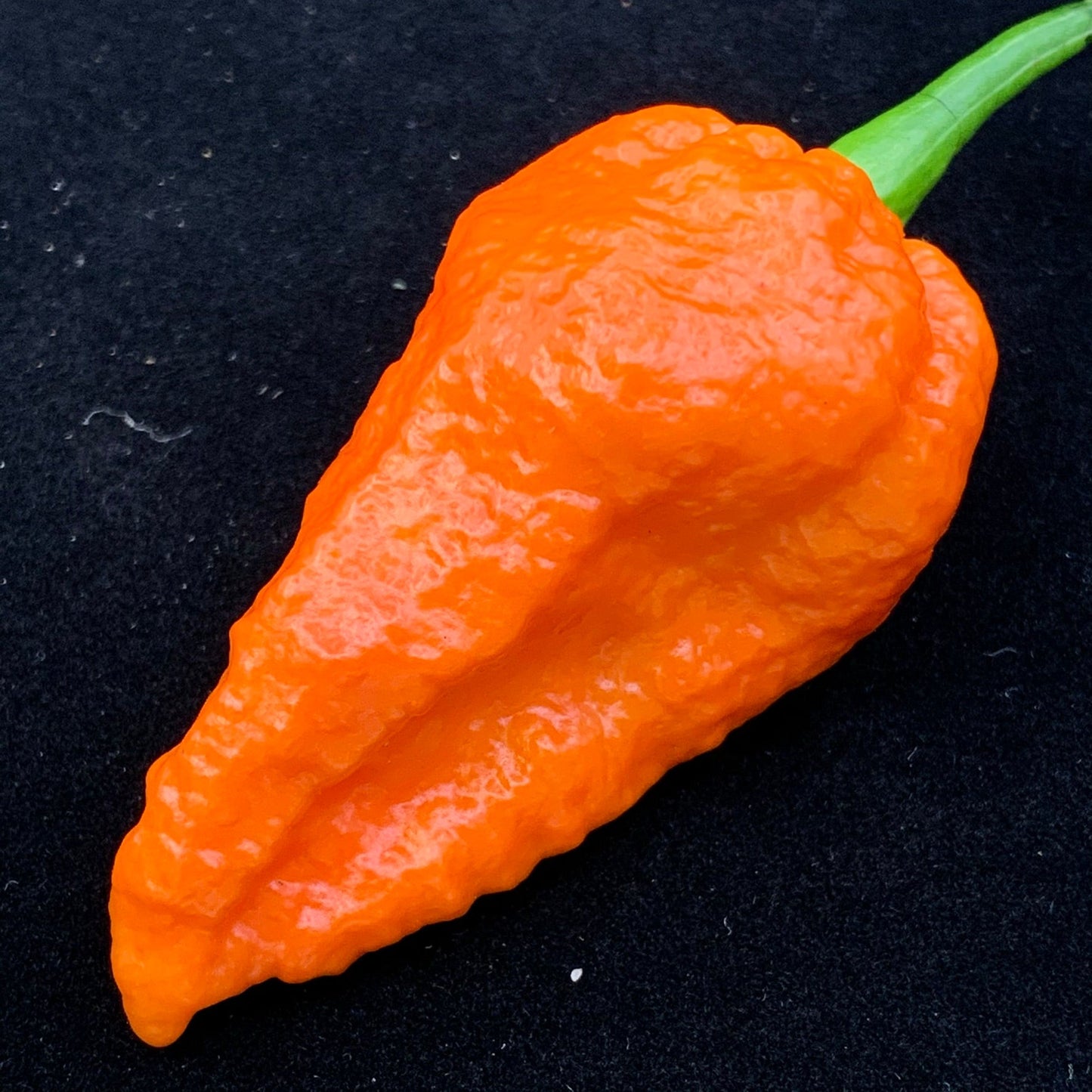 Apocalypse Scorpion - Seeds - Bohica Pepper Hut - Little Red General Store