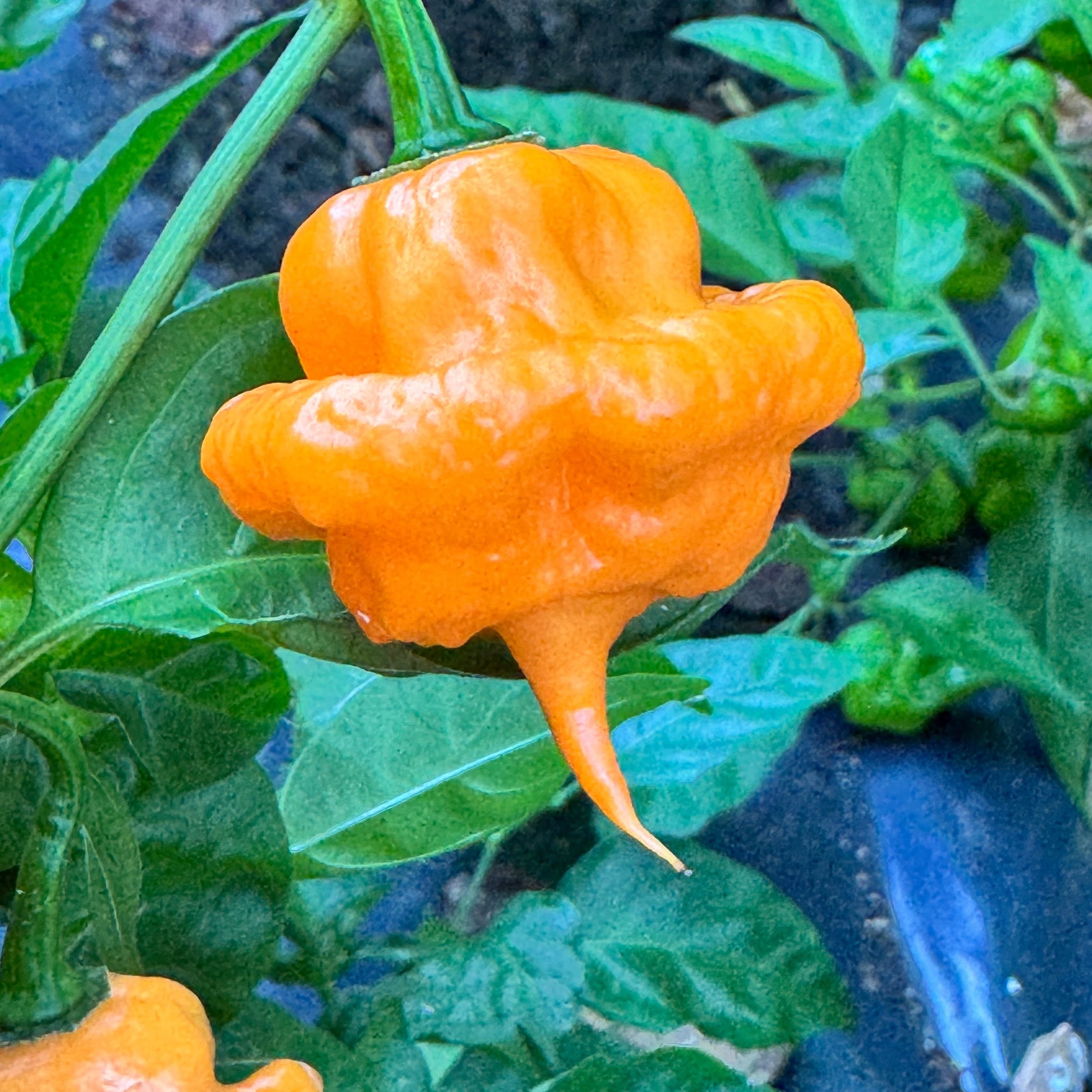 Peach Starrkist - Seeds - Bohica Pepper Hut - Little Red General Store