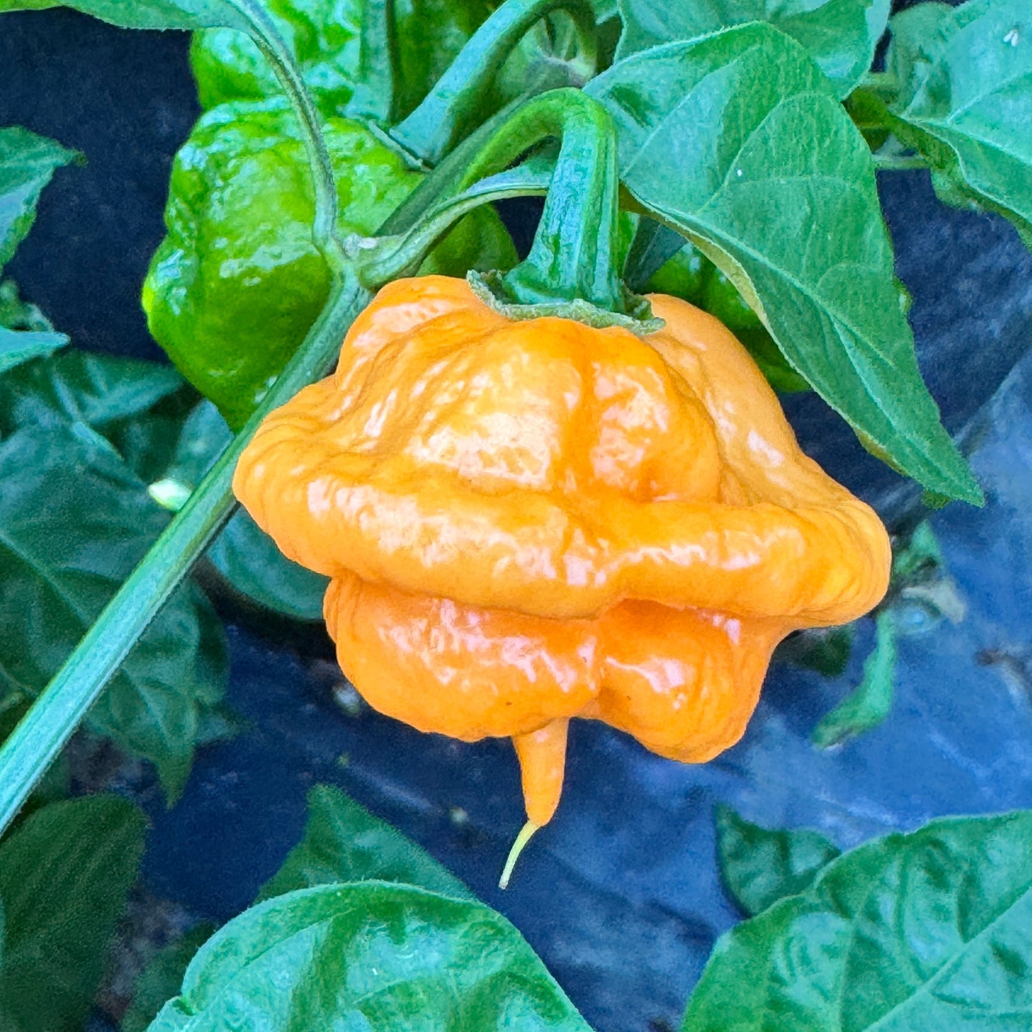 Peach Starrkist - Seeds - Bohica Pepper Hut - Little Red General Store