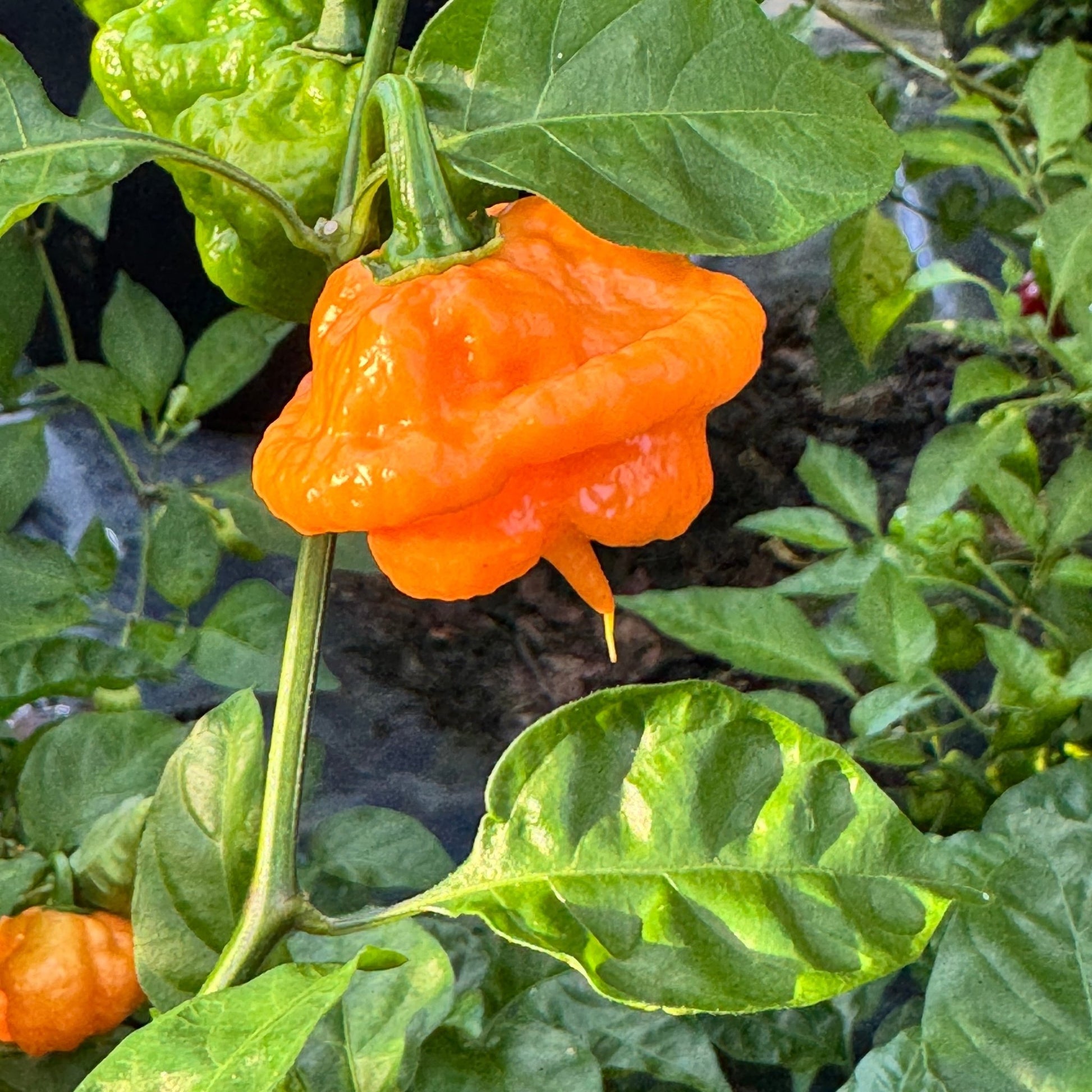 Peach Starrkist - Seeds - Bohica Pepper Hut - Little Red General Store