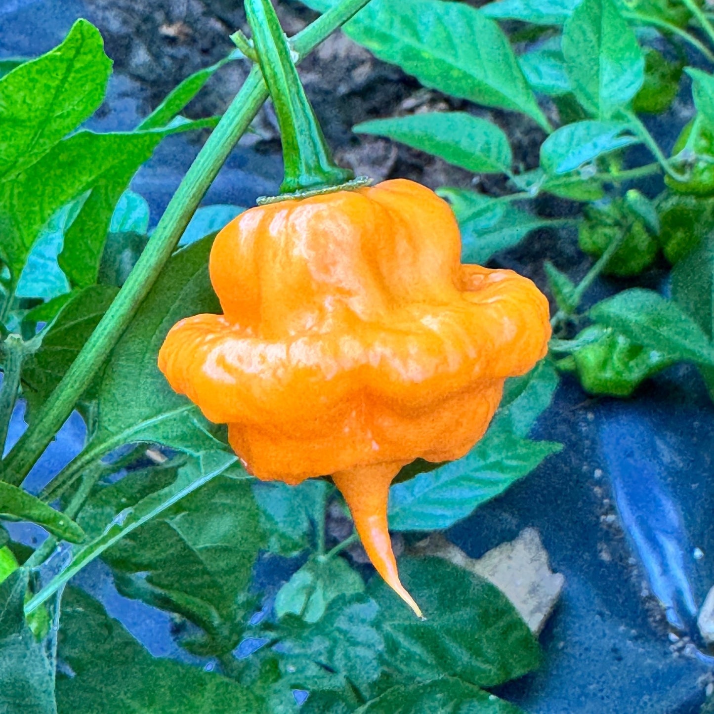 Peach Starrkist - Seeds - Bohica Pepper Hut - Little Red General Store