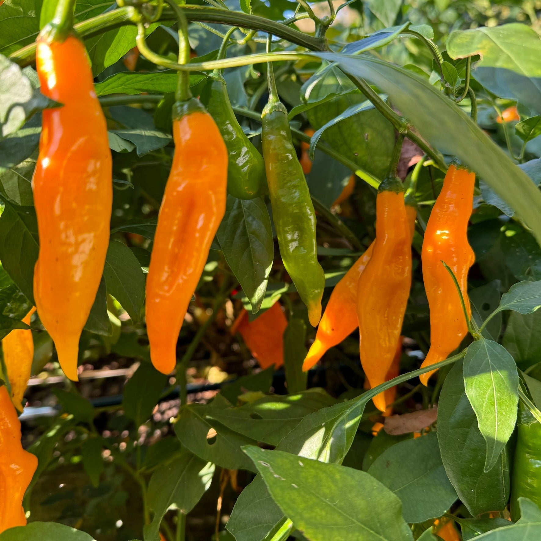 Yellow Pasilla Mixe Chili or Yellow Pasilla de Oaxaca - Seeds - Bohica Pepper Hut - Little Red General Store