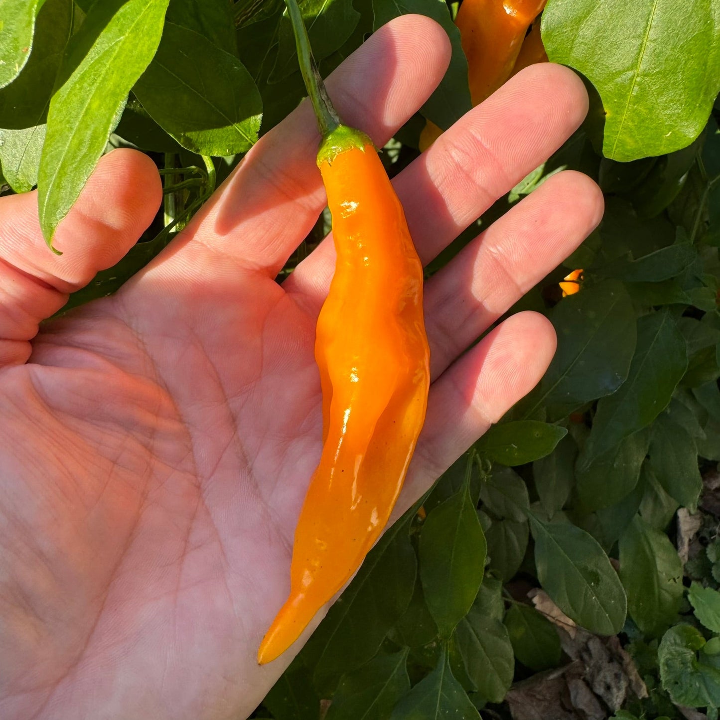 Yellow Pasilla Mixe Chili or Yellow Pasilla de Oaxaca - Seeds - Bohica Pepper Hut - Little Red General Store