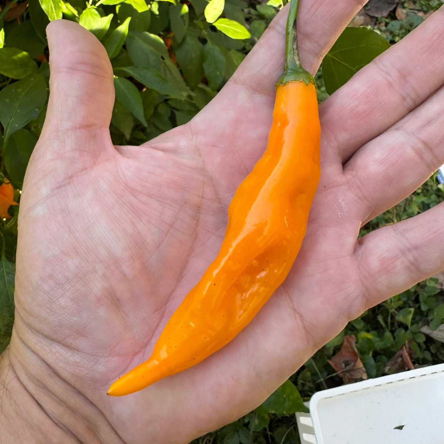 Yellow Pasilla Mixe Chili or Yellow Pasilla de Oaxaca - Seeds - Bohica Pepper Hut - Little Red General Store
