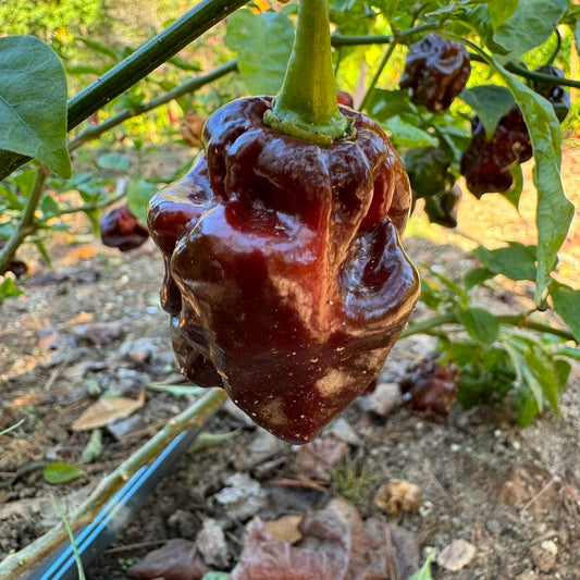 Hydra Chocolate - Seeds - Bohica Pepper Hut - Little Red General Store