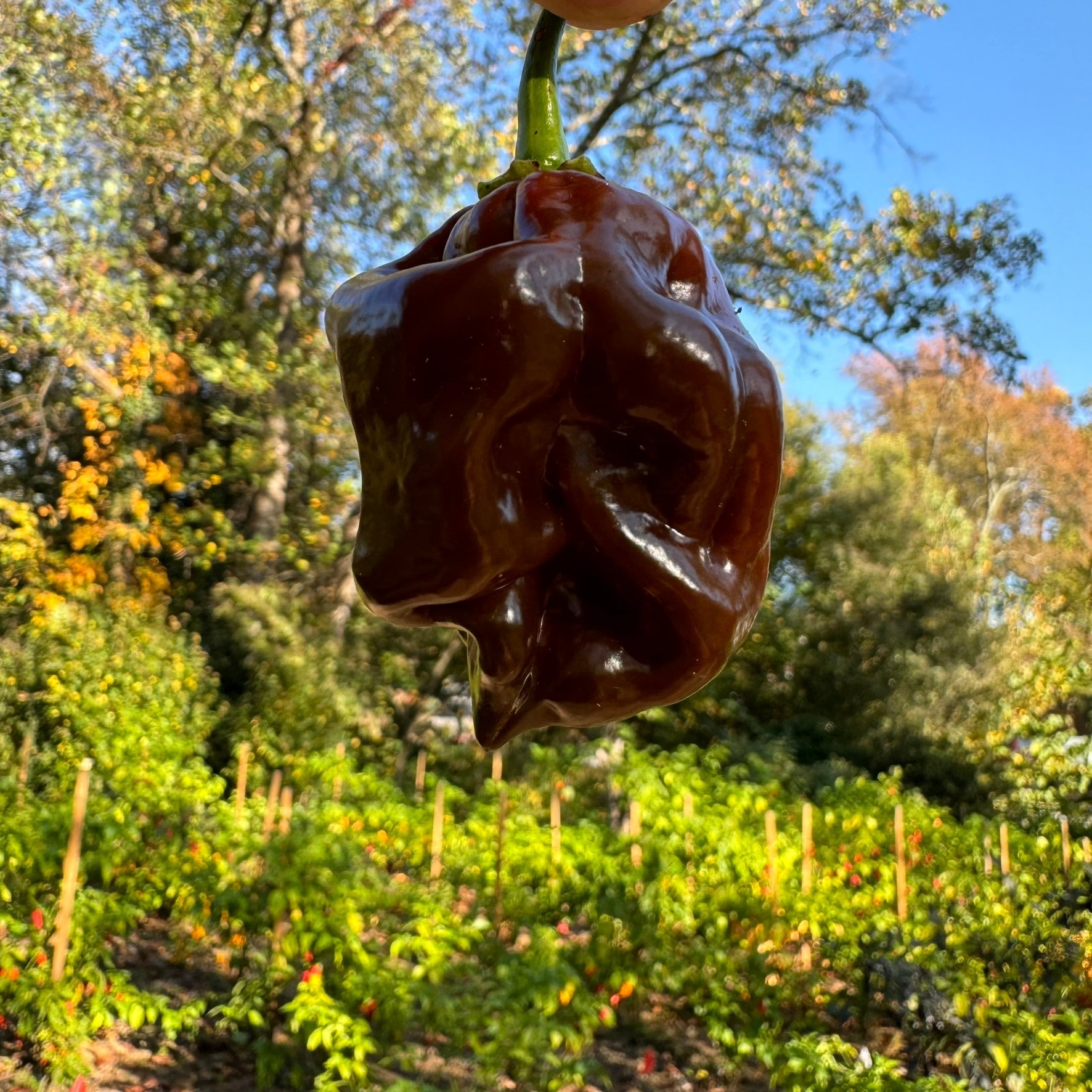 Hydra Chocolate - Seeds - Bohica Pepper Hut - Little Red General Store
