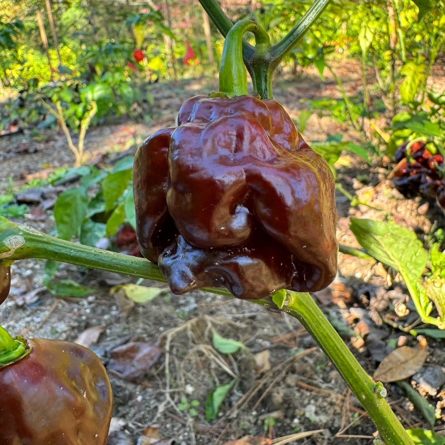 Hydra Chocolate - Seeds - Bohica Pepper Hut - Little Red General Store