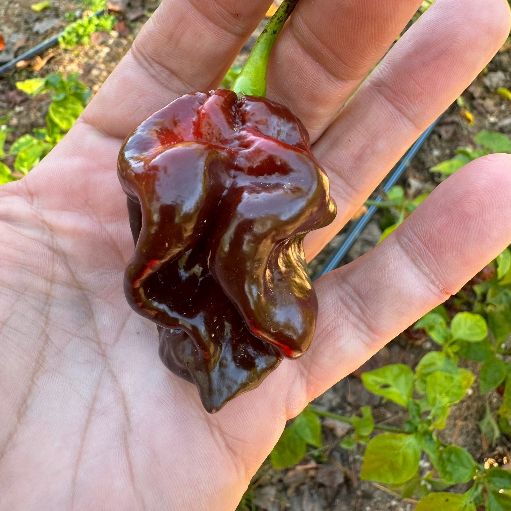Hydra Chocolate - Seeds - Bohica Pepper Hut - Little Red General Store