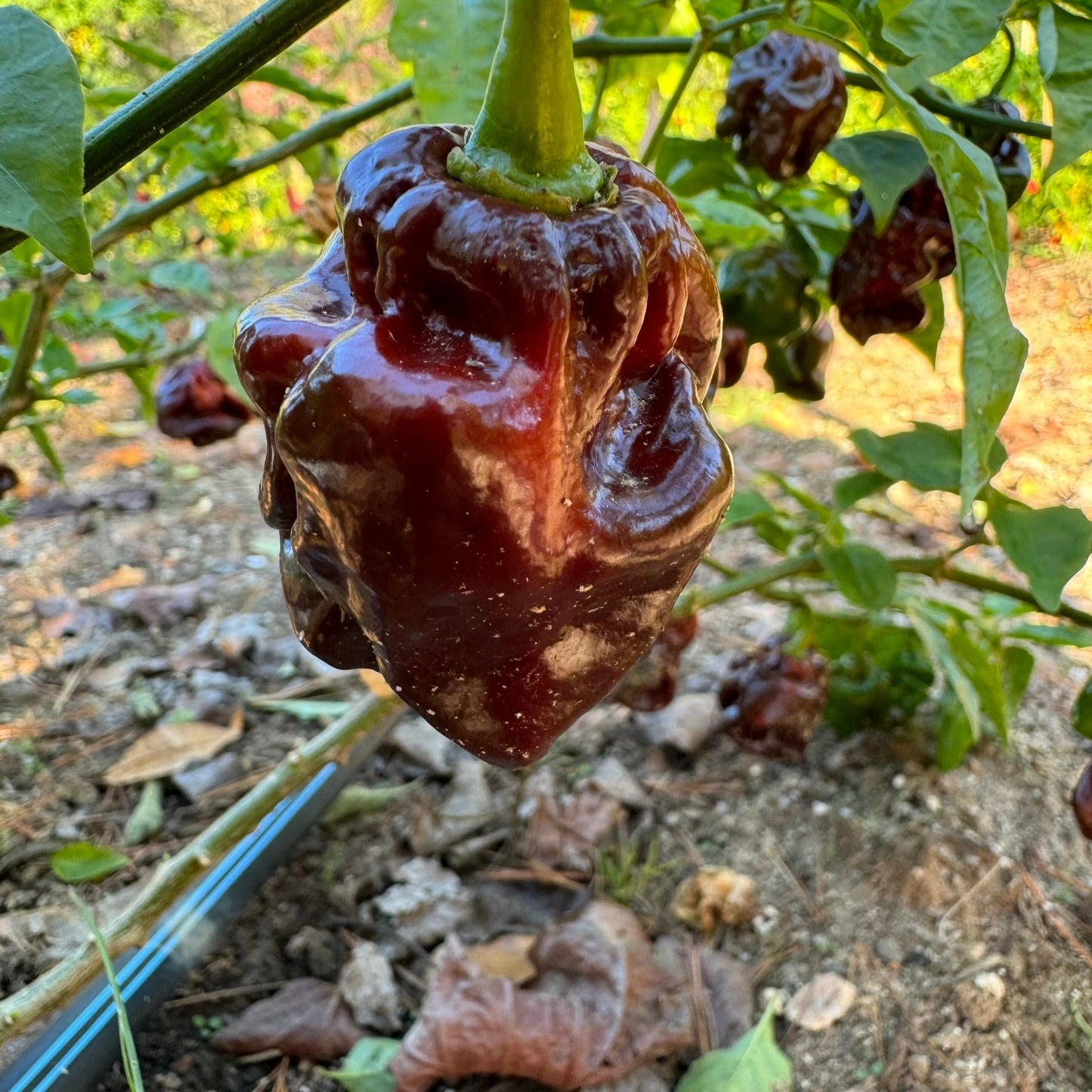 Hydra Chocolate - Seeds - Bohica Pepper Hut - Little Red General Store