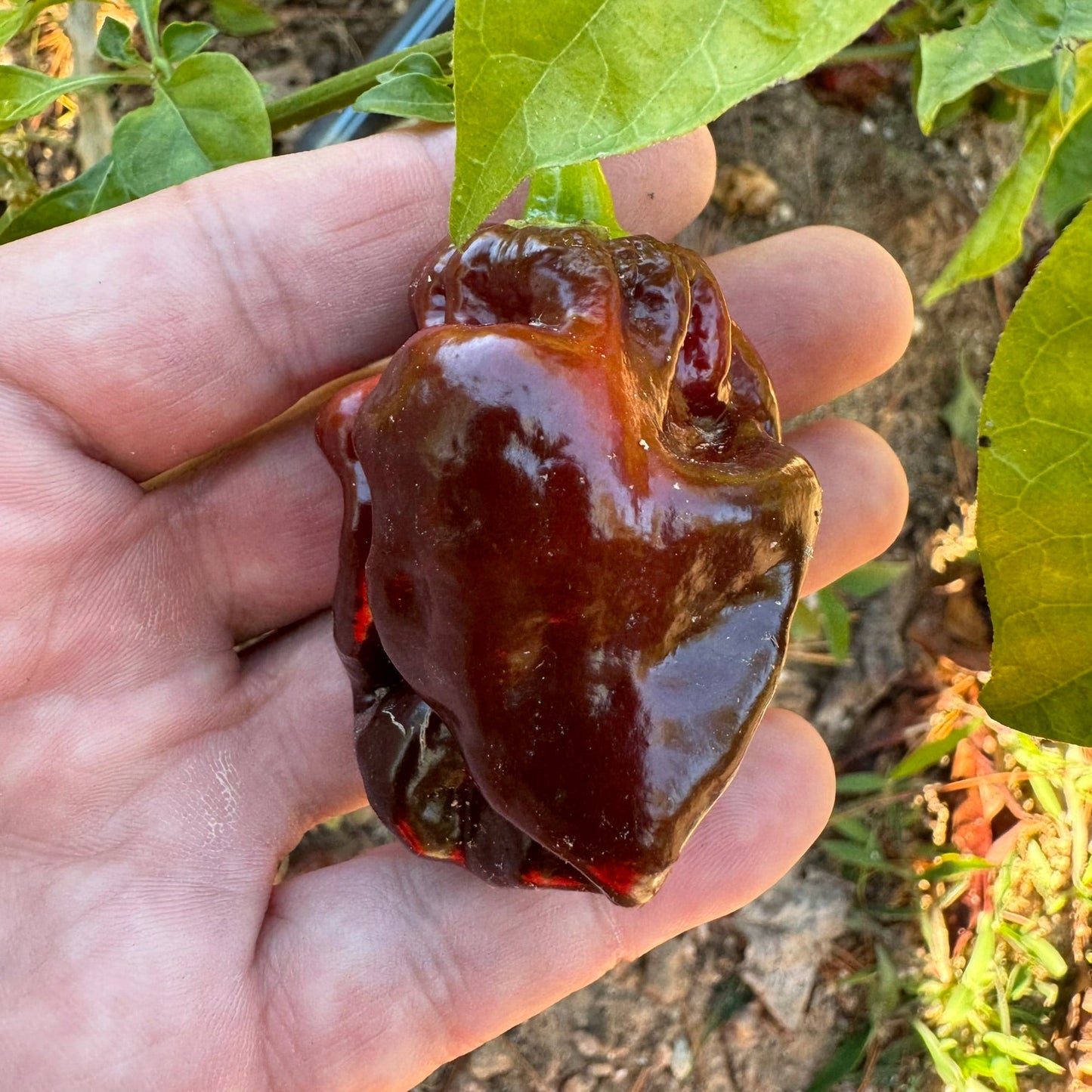 Hydra Chocolate - Seeds - Bohica Pepper Hut - Little Red General Store