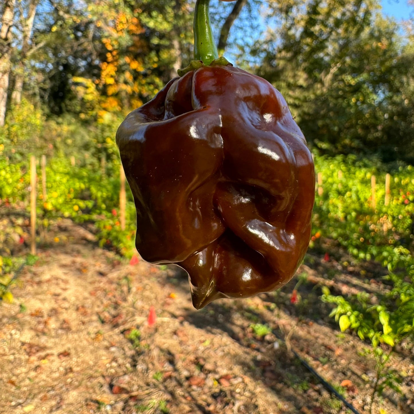 Hydra Chocolate - Seeds - Bohica Pepper Hut - Little Red General Store