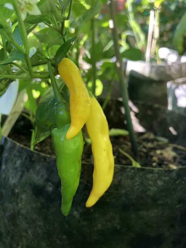 Aji Lemon Drop - Seeds - Bohica Pepper Hut - Little Red General Store