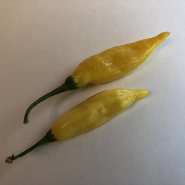 Aji Lemon Drop - Seeds - Bohica Pepper Hut - Little Red General Store