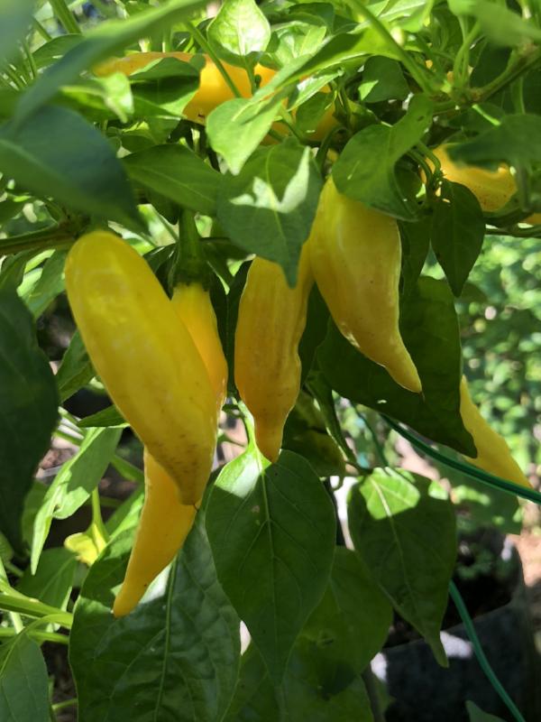 Aji Lemon Drop - Seeds - Bohica Pepper Hut - Little Red General Store
