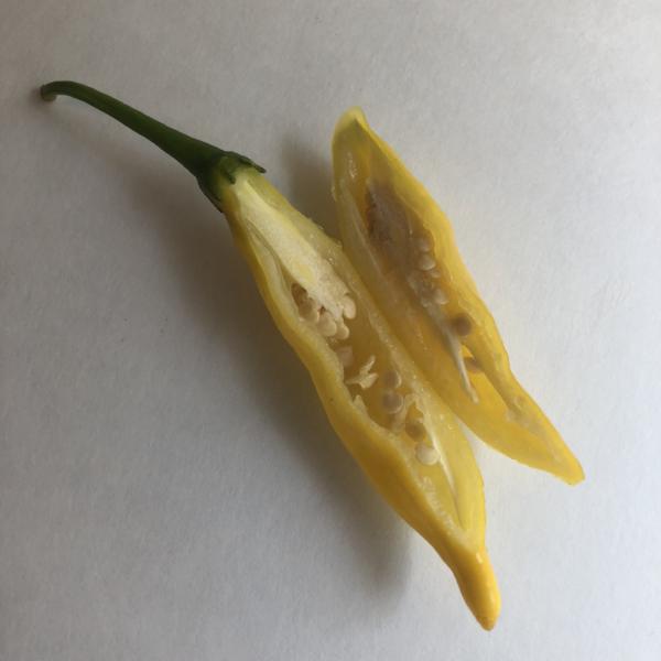 Aji Lemon Drop - Seeds - Bohica Pepper Hut - Little Red General Store